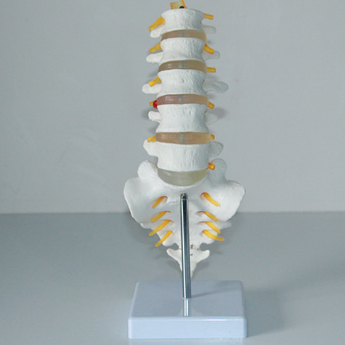 Human Skeleton Model Human Skeleton Lumbar Spine Model Educational Equipment & Supplies